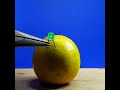 LED Light Lemon Science Experiment Project Simple Electronics Science Experiment Electronics