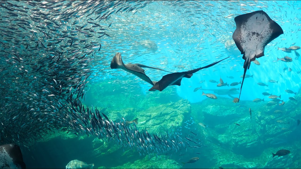 Immerse yourself in the aquatic wonderland of Umino-Mori Aquarium.