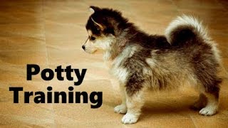 How To Potty Train A Pomsky Puppy - House Training Pomskies - Housebreaking Pomsky Puppies Fast
