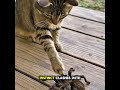 Cat vs Tarantula: The Wildest Face-Off! 🕷️🐾 #shorts #wildlifeencounter #wildlifeentertainment