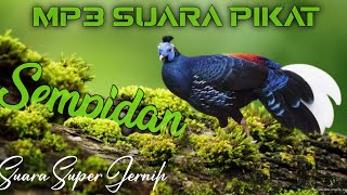 Download lagu SUARA PIKAT SEMPIDAN/TUGANG HUTAN. 100% SEMPIDAN LIAR PASTI DATANG DENGAR SUARA INI. mp3