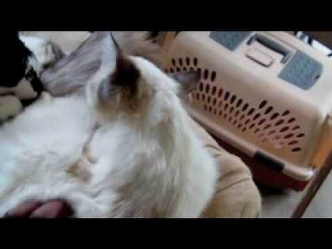 My Cat Loves RICK JAMES!