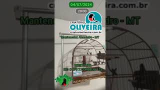 CURIÓ BENFEITOR - BIG C 478 X CORBÉLIA 133 - CRIATÓRIO PRORROGAÇÃO