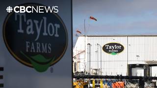 Taylor Farms lettuce recalled after cyclosporiasis outbreak sickens Americans
