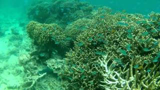 Snorkeling Menjangan island (near Bali) has one of the best-preserved coral reefs in the area