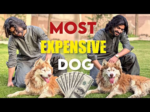 Wolf kay nasal kay Dogs 🥺😱♥️