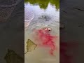 How To Catch Fish By Syrup Amazing Fish Hunting Method Shorts Fishing Viralshorts