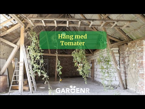 Häng med Tomater - Trädgårdshacks med GardenR