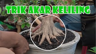 Download lagu EASY WAY TO MAKE 'SURVIVING ROOTS' ON A GRAFTED BONSAI mp3
