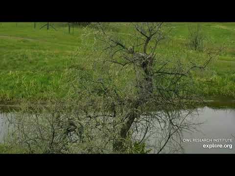 Long-eared Owl @Roger's Place - 5/25/2022 - Little One found his sibling