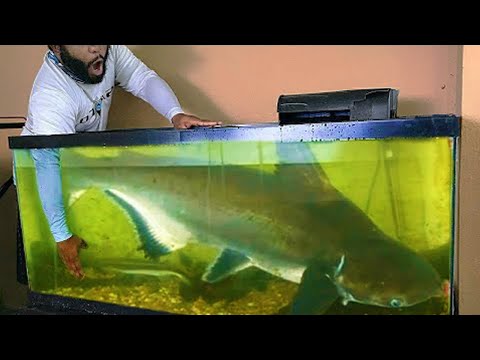 10 PEIXES GRANDES E BARATOS PARA SE CRIAR NO AQUÁRIO!