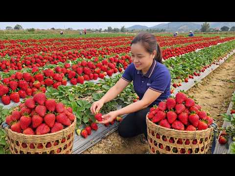 [TIMELAPSE] Harvesting Thousands of Sweet Strawberries in the Countryside Farm