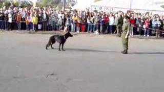 Militärhundestaffel - 26.10.2006