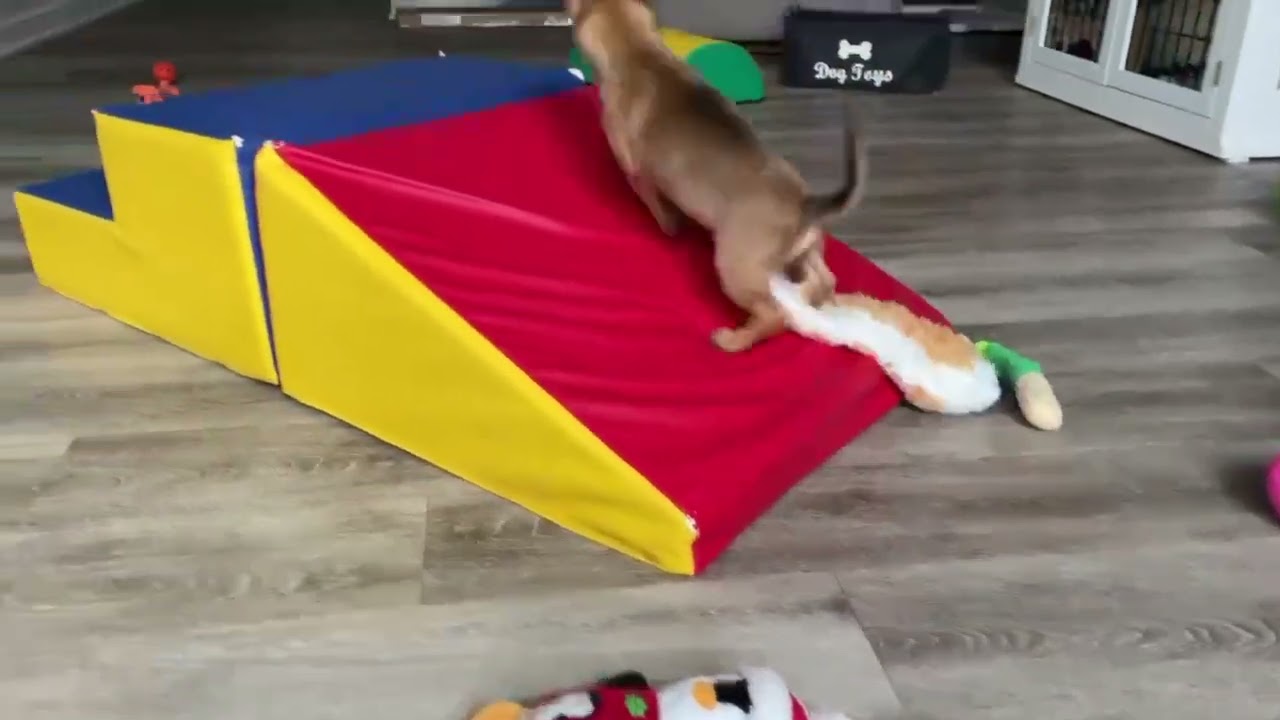 Reef (watch my video), a ADOPTABLE mixed breed in Ellicott City, MD video 5/5