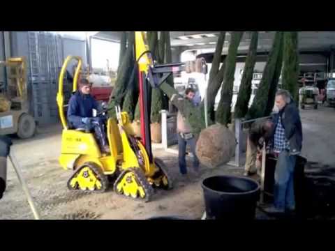 Cupressus, cypress nursery in Italy