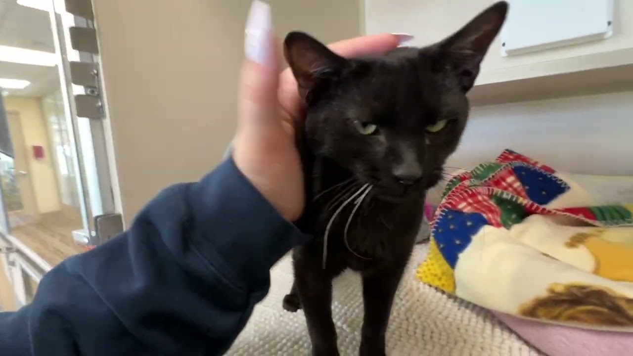 Enlarge Dabloons, an adopted Domestic Short Hair in Eatontown, NJ video 4/6