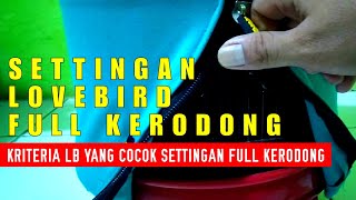 Download lagu Settingan Jitu Lovebird Betina Full Kerodong || Burung Lovebird Yang Cocok Di Setting Full Kerodong mp3