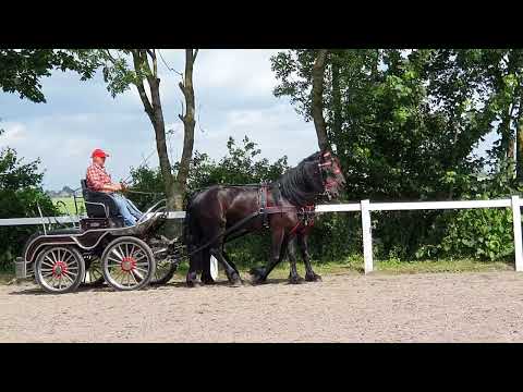 Stal Okkema's Djeek & Eelke - pair of geldings - 2017