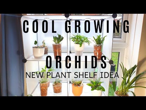 My Cool Growing Orchid Corner | Quick Tour & New Plant Shelf | Creating Vertical Window Space