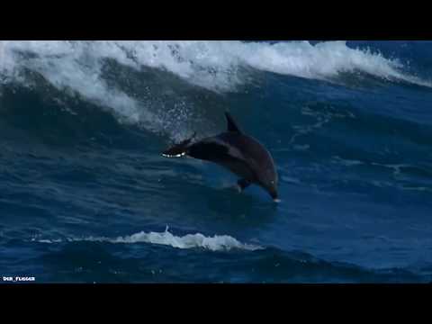 Kapral feat.  Sharliz  Anton Balkov  - Тихо Несёт Вода (Фадеев Cover)