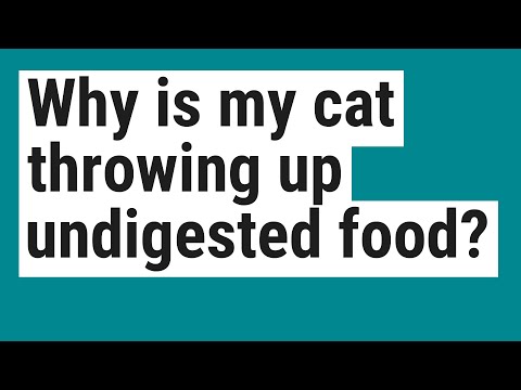 Why is my cat throwing up undigested food?