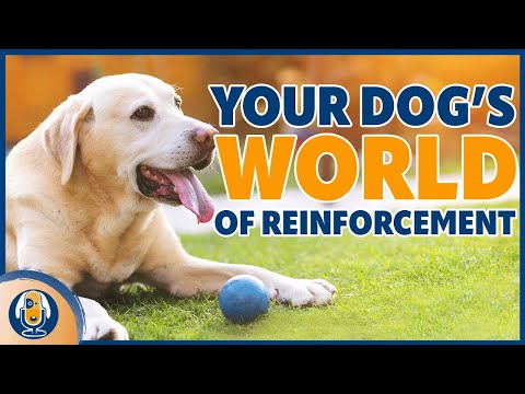 The Hidden World Of Reinforcement For Dogs And Why You Need To Know #205 #podcast