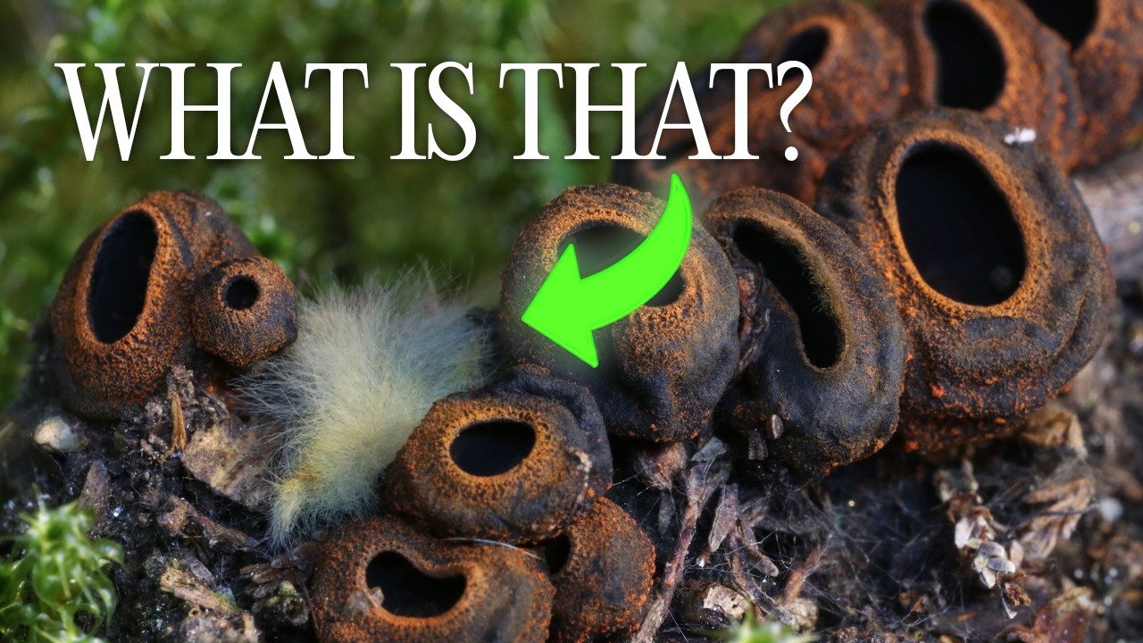 I Filmed This Fungus for 3 Weeks — Then Something Strange Appeared