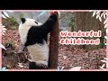 Carefree Childhood Of Pandas IPanda