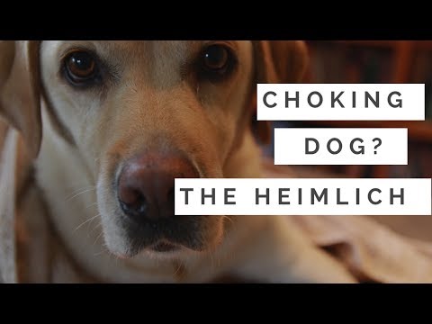 Choking Dog? How To Do The Heimlich