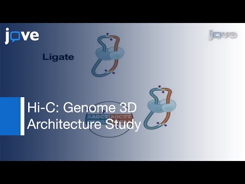 Hi-C: Genome Architecture in 3D