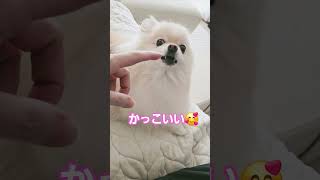 ライオン🦁⁉️ポメラニアンです😃💕 #夢中#癒し #犬との暮らし