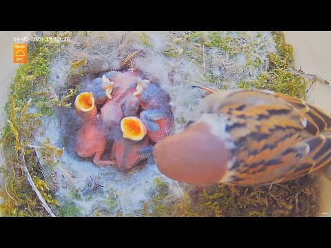 Highlights Today (feeding young birds, babys birds, hedgehogs,...) Recke, Germany - 14. May 2020