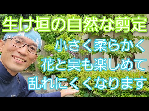 生け垣アーチはこうやって作られる トピックス