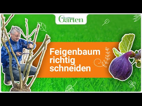 Feigenbaum schneiden: Wann & wie wird’s gemacht?
