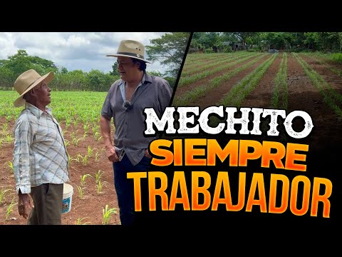 Mechito, always hardworking 👨‍🌾