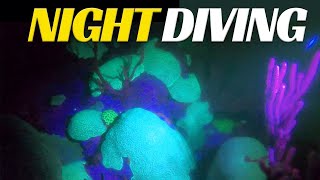 Night & Biofluorescence Diving - Ep 14 | Blue Horizon Diving