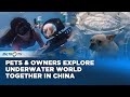 Viral Parrot Duck And Dog Go For A Dive With Their Owners In China S Nanning