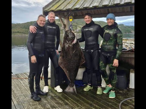 Norway Saltstraumen Spearfishing 2025
