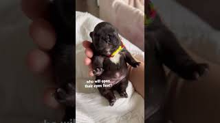 When Do Puppies Open Their Eyes? 9 day old French bulldog puppies #shorts