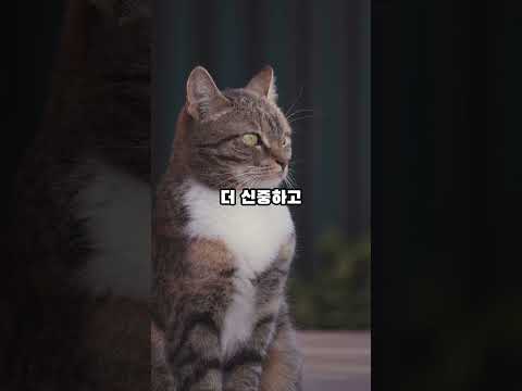 강아지 고양이의 성격과 차이점