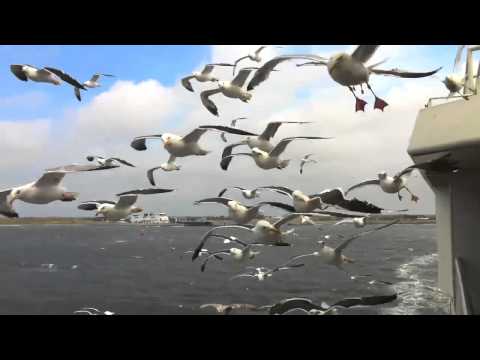 Lange leve de meeuwen