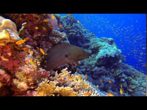 Diving with Sharks To Elphistone Reef, Marsa Alam Gopro Hero