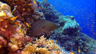 Diving with Sharks To Elphistone Reef, Marsa Alam Gopro Hero