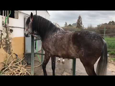 TALISMAN - Stunning Andalusian black beauty being a good boy next to other stallions, for sale