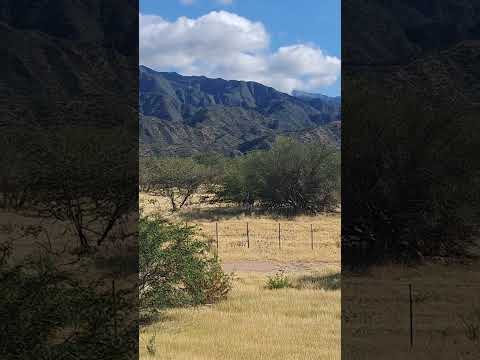 Ruta 40, tramo entre San Blas de los sauces Cafayate, unos burros en su hábitat