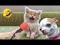 Try Not To Laugh😻🐈Funniest Cats and Dogs 2024🤣