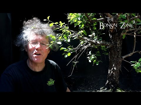 Pruning the Giant Buckthorn, The Bonsai Zone, May 2022