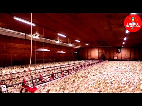 , title : 'Modern Ducks Farm, High-Tech Ducks Slaughterhouse, Ducks Meat  Factory Processing, Amazing Poultry'
