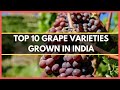 TOP 10 GRAPE VARIETIES GROWN IN INDIA |TYPES OF GRAPES GROWN IN INDIA| BEST GRAPE VARIETIES IN INDIA