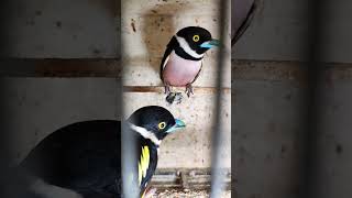 Download lagu INDONESIA'S ENDEMIC BIRD, THE RAINFALL mp3 Download lagu INDONESIA'S ENDEMIC BIRD, THE RAINFALL mp3